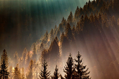 Low angle view of pine trees against sky