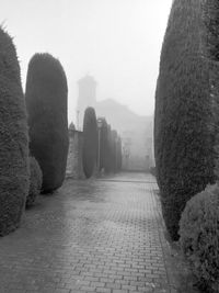 Footpath amidst trees against sky