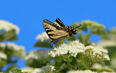animal wildlife