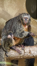 Lion sitting outdoors