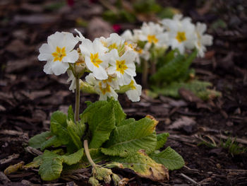 Close-up of flowering plant on field