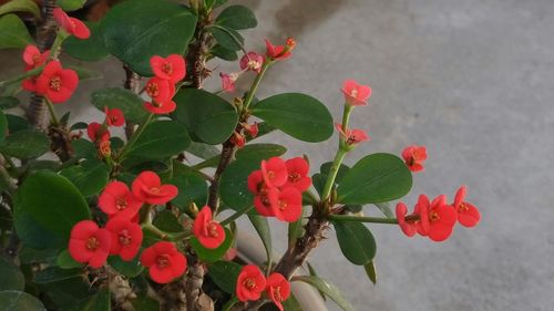 Close-up of red flowers