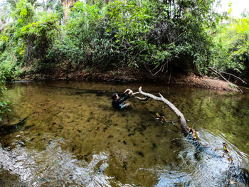 View of ducks swimming in river at forest