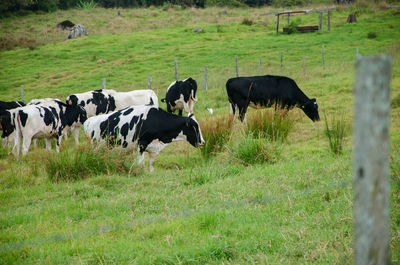 Cows in a field