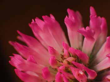 Close-up of pink flower