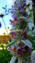 Close-up of purple flowers