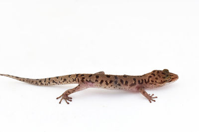 View of lizard on white background