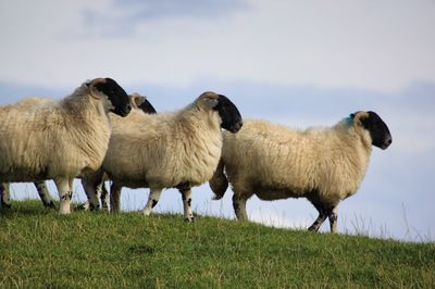 Sheep in a field