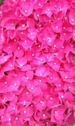 Full frame shot of pink flowers