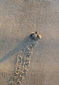 High angle view of baby turtle on beach