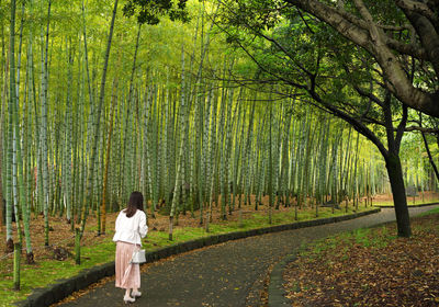 Rear view of a woman walking in bamboo forest