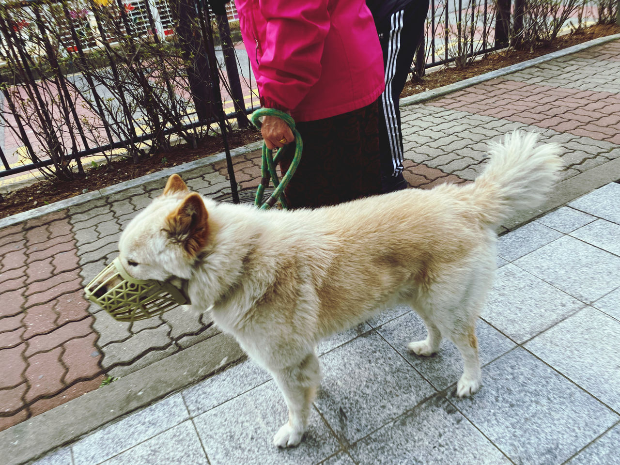 pet, mammal, animal themes, animal, domestic animals, one animal, dog, canine, one person, standing, footpath, day, clothing, low section, adult, women, leash, lifestyles, walking, sidewalk, pet leash, outdoors, city, full length, person, street