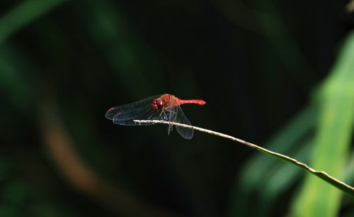 Close-up of insect on flower