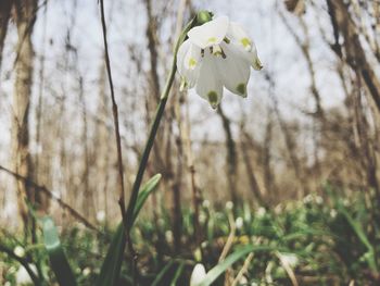 Close-up of white flowering plant