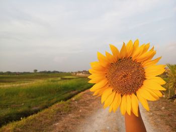 Sunflower in field against sky