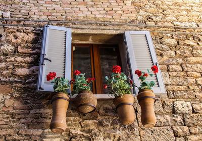 Low angle view of potted plant against building