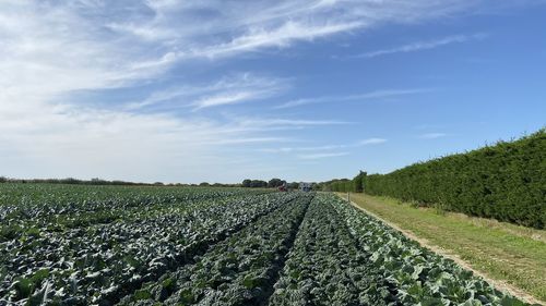 Scenic view of agricultural field against sky