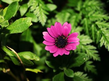 Close-up of pink flower blooming outdoors