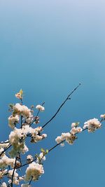 Low angle view of cherry blossom against clear blue sky