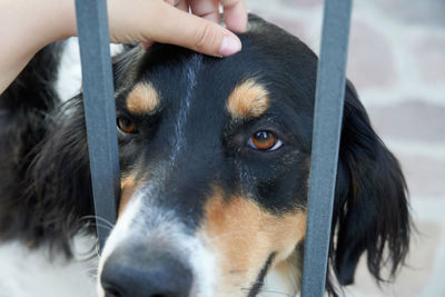 Close-up portrait of black dog