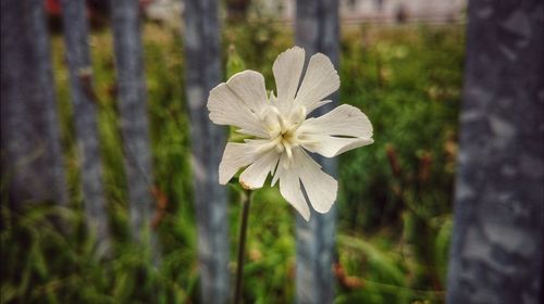 Close-up of white flower blooming outdoors