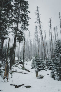 Pine trees on snow covered field during winter