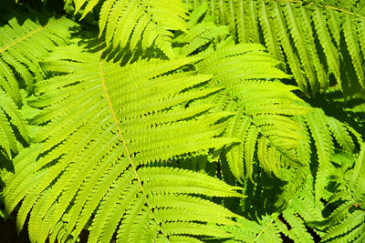 High angle view of fern leaves