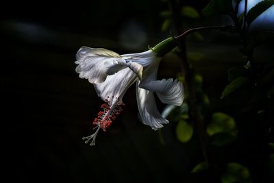 Close-up of flower growing on tree
