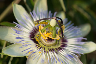 Close-up of insect on flower
