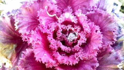 Close-up of pink flowers