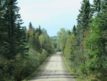 Empty road amidst trees in forest against sky