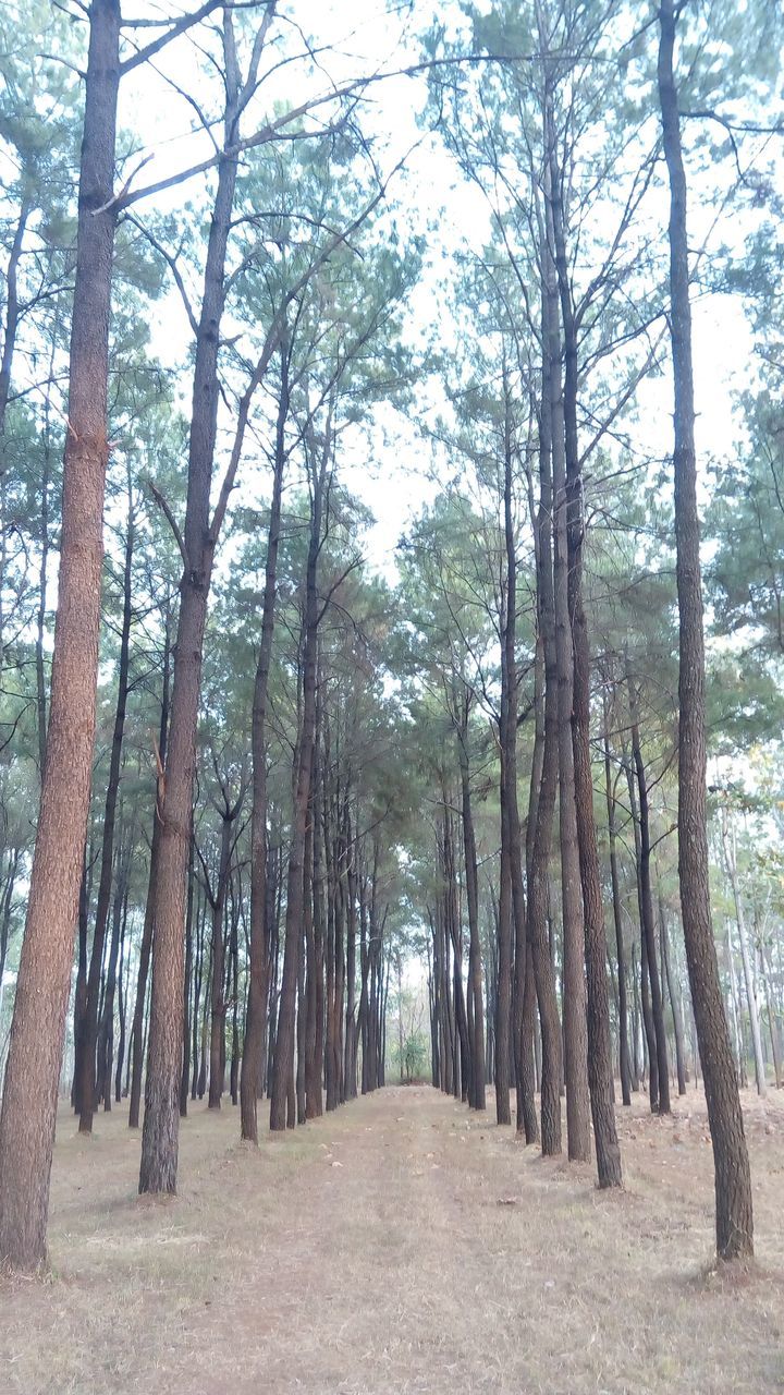 TREES IN THE FOREST