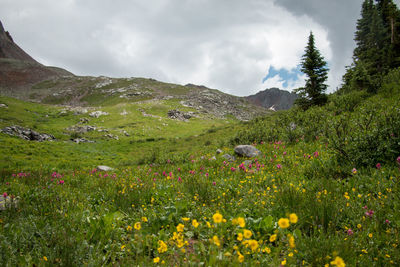 Scenic view of flowering plants on field against sky