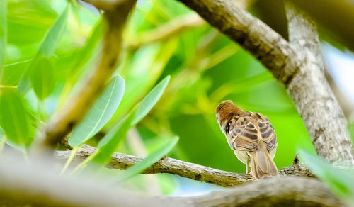 Close-up of bird perching on tree