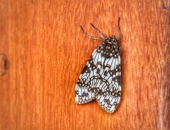 Close-up of butterfly on wooden wall