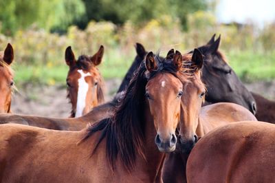 Close-up of horses