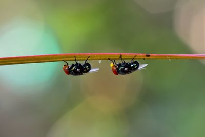 Close-up of insect