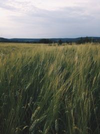 Scenic view of wheat field against sky