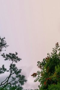 Low angle view of trees against clear sky