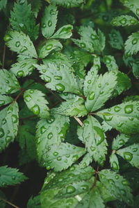 Full frame shot of wet leaves