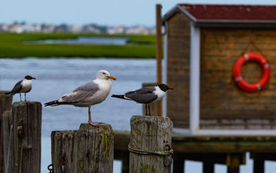 Seagulls perching on wooden post