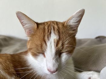 mammal