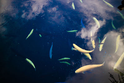 Close-up of fish underwater