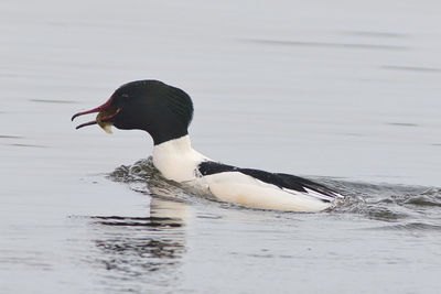 Close-up of duck swimming in lake