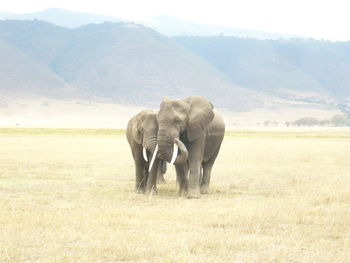 Elephant on landscape