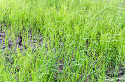 Grass growing in field