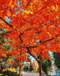 Low angle view of maple tree against orange sky