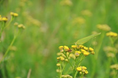 Close-up of butterfly pollinating on yellow flower