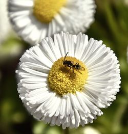 Close-up of bee pollinating on flower