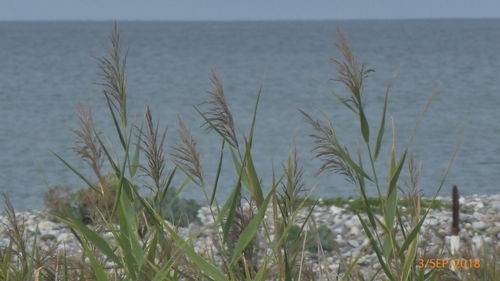 Close-up of plants by sea against sky